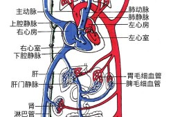 胎儿肺循环（新生儿肺动脉高压能自愈吗）
