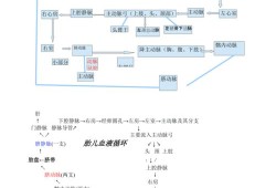 胎儿血液循环系统（胎儿血液循环系统）