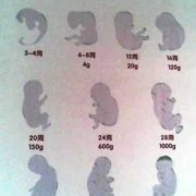 105天的宝宝视力能看多远,105天的胎儿有多大图解