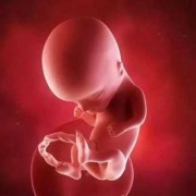 怀孕14周胎儿有多大（怀孕14周胎儿有多大图片）