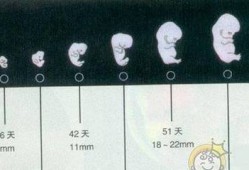 怀孕19周胎儿发育情况（19个月宝宝的生长发育指标及标准）