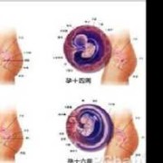 怀孕十四周的胎儿会在什么位置呢,怀孕十四周胎儿图片大全