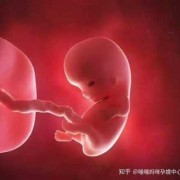一个月胎儿图（一个月胎儿图）