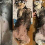 狗狗怀孕期间注意事项（狗狗怀孕六十天还没生,今天吃了两个鸡腿桃子没红肿）