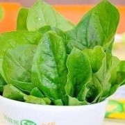 备孕期间能吃菠菜吗（备孕期间能吃菠菜吗）