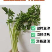 孕期可以吃芹菜吗（芹菜属于热性还是凉性,芹菜不适合哪些人吃）
