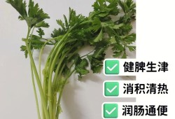 孕期可以吃芹菜吗（芹菜属于热性还是凉性,芹菜不适合哪些人吃）