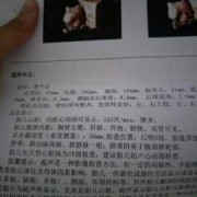 四维胎儿肠道回声增强（四维胎儿肠道回声增强怎么办）