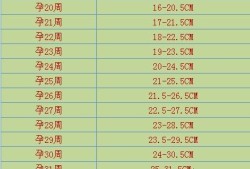 36周胎儿腹围标准值（36周胎儿腹围标准值是多少）