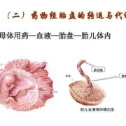 胎儿吸收母体的什么（胎儿吸收母体的什么营养）