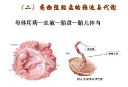 胎儿吸收母体的什么（胎儿吸收母体的什么营养）