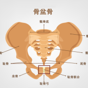 孕期耻骨疼是哪里（孕期耻骨疼是哪里图片）