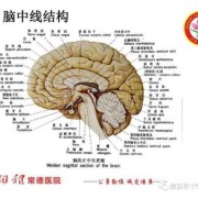 脑中线居中是什么意思啊,胎儿脑中线居中是什么意思