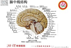 脑中线居中是什么意思啊,胎儿脑中线居中是什么意思