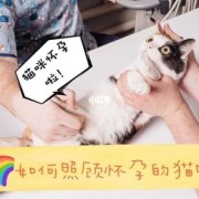猫咪是如何怀上宝宝的,猫的怀孕期是多久