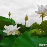 孕期梦见猪（属鼠和属猪生什么属相的宝宝好）