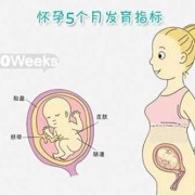 5个月胎儿有多大图片（5个月胎儿有多大图片图库）