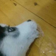 狗狗今天配种第十五天了，今天呕吐了几次，吐完还发抖，很虚弱的样子，是孕吐还是病了,孕期后期呕吐怎么缓解