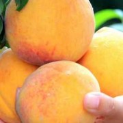 孕妇吃黄桃对胎儿好吗（孕妇吃黄桃对胎儿好吗?）