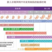 胎儿器官发育完全需要多久，一般情况下什么时候发育完全,胎儿每周发育图片大全