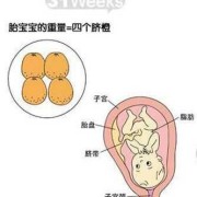 孕31周胎儿发育情况（孕31周胎儿发育情况图）