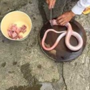 备孕期梦到蛇（备孕期间能吃蛇肉吗）
