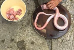备孕期梦到蛇（备孕期间能吃蛇肉吗）