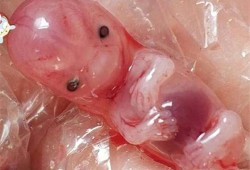 69天的婴儿能看多远,69天胎儿图片
