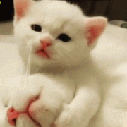 孕期提醒怎么养猫咪（家里的猫产崽了。可它老是把小猫崽咬死。这是为什么啊）