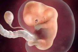 十周的胎儿有多大图片（孕10周胎儿多大）