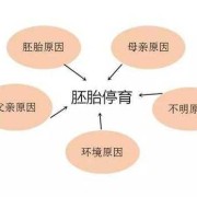 胚胎停育是什么原因造成的,胎儿停育的原因有哪些