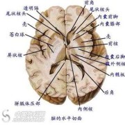 胎儿脑室分离（胎儿脑室分离是什么意思）