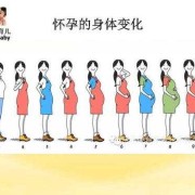 孕期体型（孕期体型变化图）