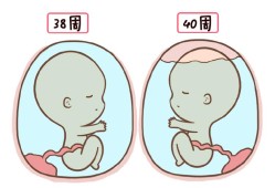 孕晚期胎儿偏小四周（孕晚期胎儿偏小四周）