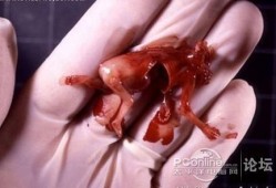 6个月大胎儿（孩子6个月了最近一直哼哼的使劲似的怎么回事）