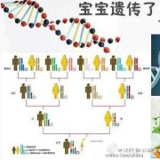 胎儿智商由谁决定（胎儿智商由谁决定的）