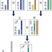 胎儿染色体y（y染色体是怎么组成）
