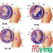 胎儿变化过程（怀孕九周妈妈及胎儿变化有哪些）