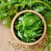 孕期可以吃香菜吗（孕期可以吃香菜吗早期）