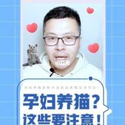 孕妇养猫的十大禁忌,备孕和孕期可以养猫吗