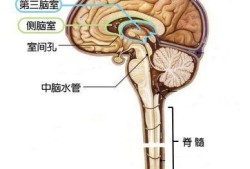 正常的胎儿都有脑积液（生小孩后宫腔积液要紧吗）