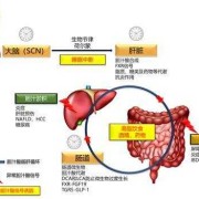 甘胆酸正常值是多少,胆汁酸高到多少终止妊娠