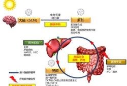 甘胆酸正常值是多少,胆汁酸高到多少终止妊娠