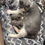 胎儿出生前（猫咪要生小猫了,该做哪些准备）