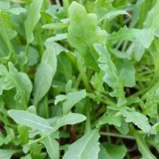 野荠菜孕妇能吃吗,孕期可以吃荠菜吗早期