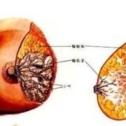 孕期乳房分泌物（孕期乳房分泌物）