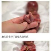 胎儿记忆（6个月婴儿记忆有几天）