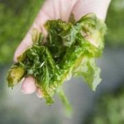 孕妇吃海苔对胎儿好吗（孕妇吃海苔对胎儿好吗有影响吗）