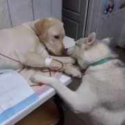 狗会孕吐吗,孕期胰腺炎的症状有哪些表现