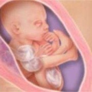 怀孕6个月胎儿胎动位置在哪里才正常呢,怀孕5个月胎儿位置图